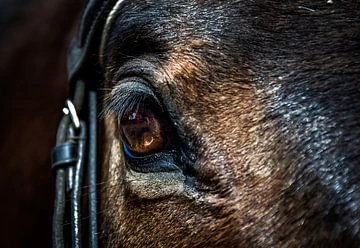 Horse detail